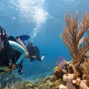 padi scuba Diver Course