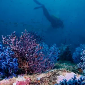 PADI Underwater Naturalist course